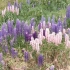 IMG_20171211_160946