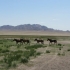 Galerie 10 - Mongolei039